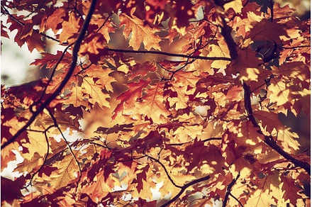Autumn oak background, a Nature Photo by Nature and travel