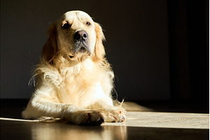 Golden retriever relaxing quietly in, an Animal Photo by IlliaBondarPhotography