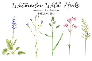 Watercolor Wild Herbs