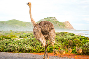 Ostrich With Young, an Animal Photo by THP Creative