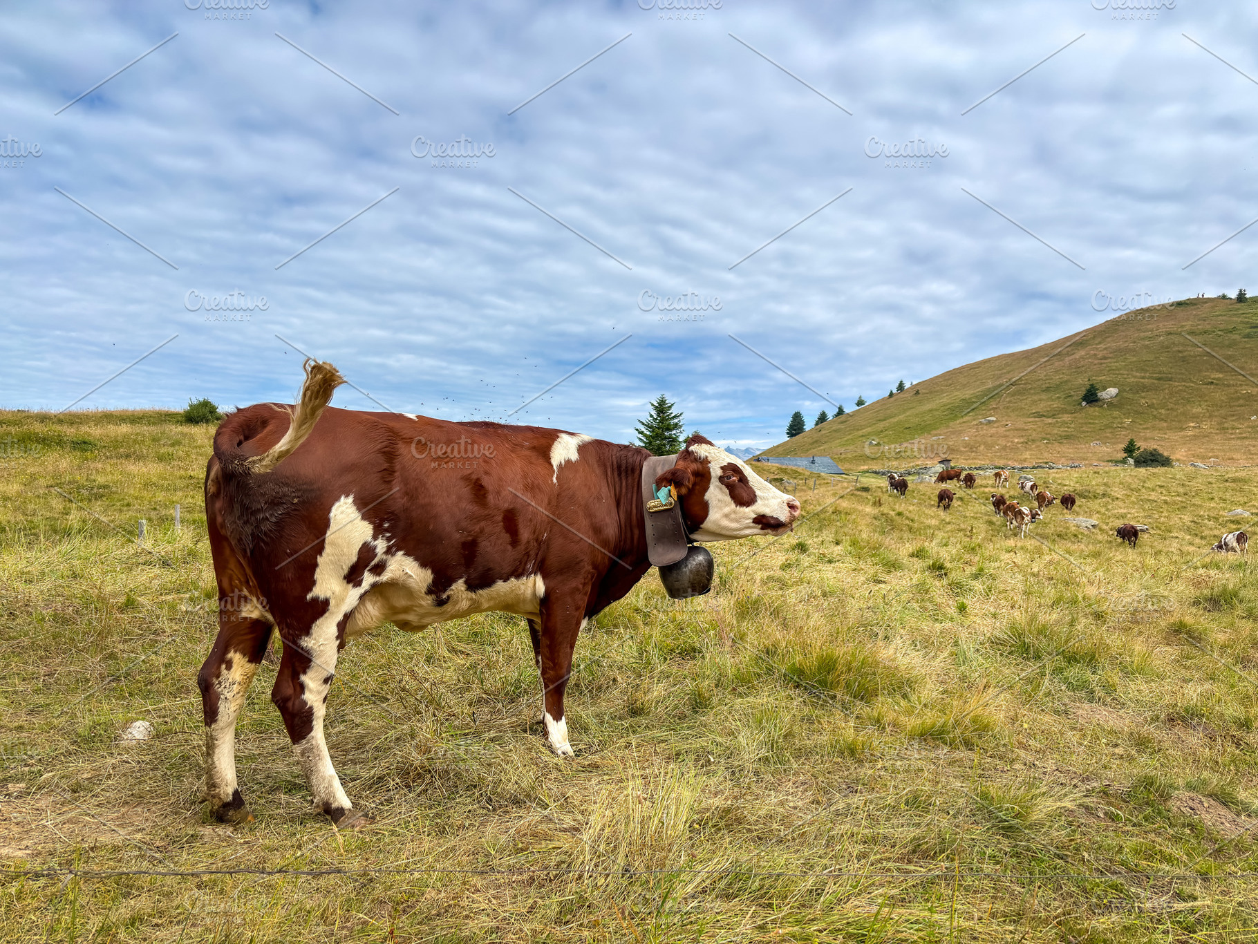 Dairy cows grazing in alpine meadow at Les Contamines-Montjoie,, a Nature Photo by GoodGoods