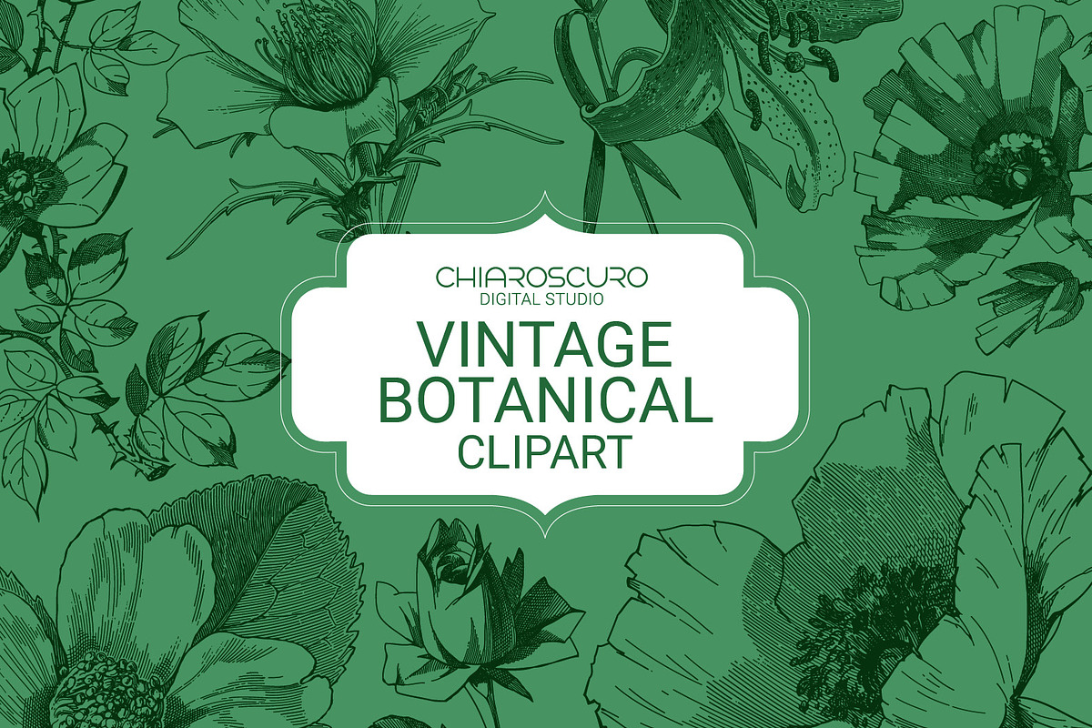 Vintage Botanical Vector Set, a Decorative Illustration by Pingebat (Photo 1 of 18)