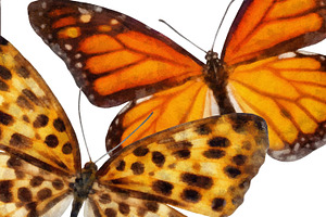 Watercolor Butterflies, 10 Png 2