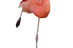 A pink flamingo standing in its characteristic pose on one long, an Animal Photo by ndanko