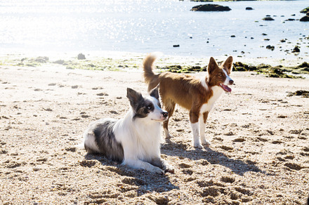 Border collie dogs on the beach featuring dogs, border collie, and beach