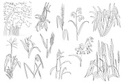Botanical Line Art Bundle, an Illustration by Graphic Cook (Thumbnail 4 of 8)
