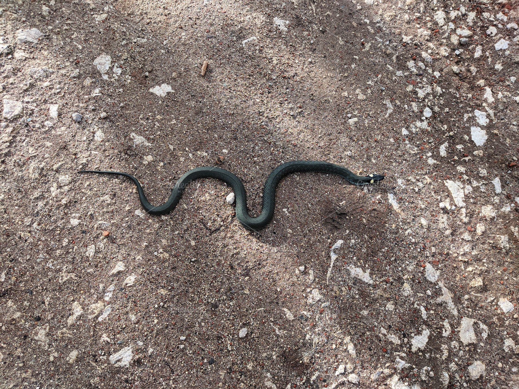 A snake crawls along the road. Black, an Animal Photo by Oleksandr Masnyi