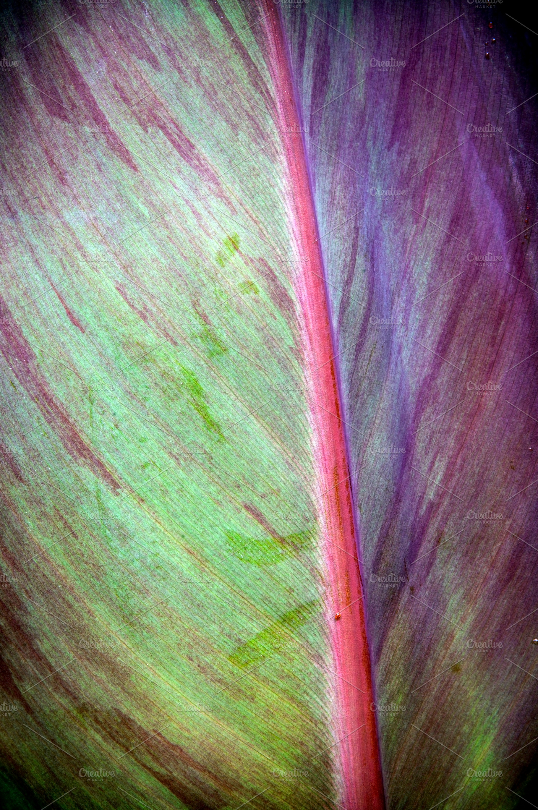 Pastel Leaf Detail Background, a Background Photo by THP Creative