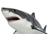 Great White Shark Graphics Bundle, an Animal Illustration by StockVerse Creative (Thumbnail 2 of 4)