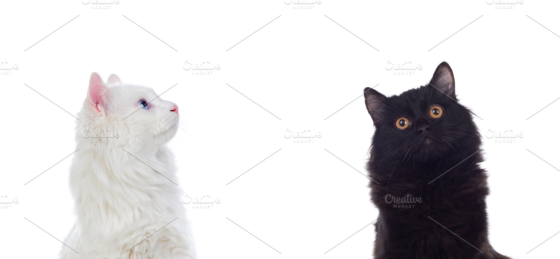 Black and white persian cats with br containing feline, cat, and luck, an Animal Photo by José Manuel Gelpi