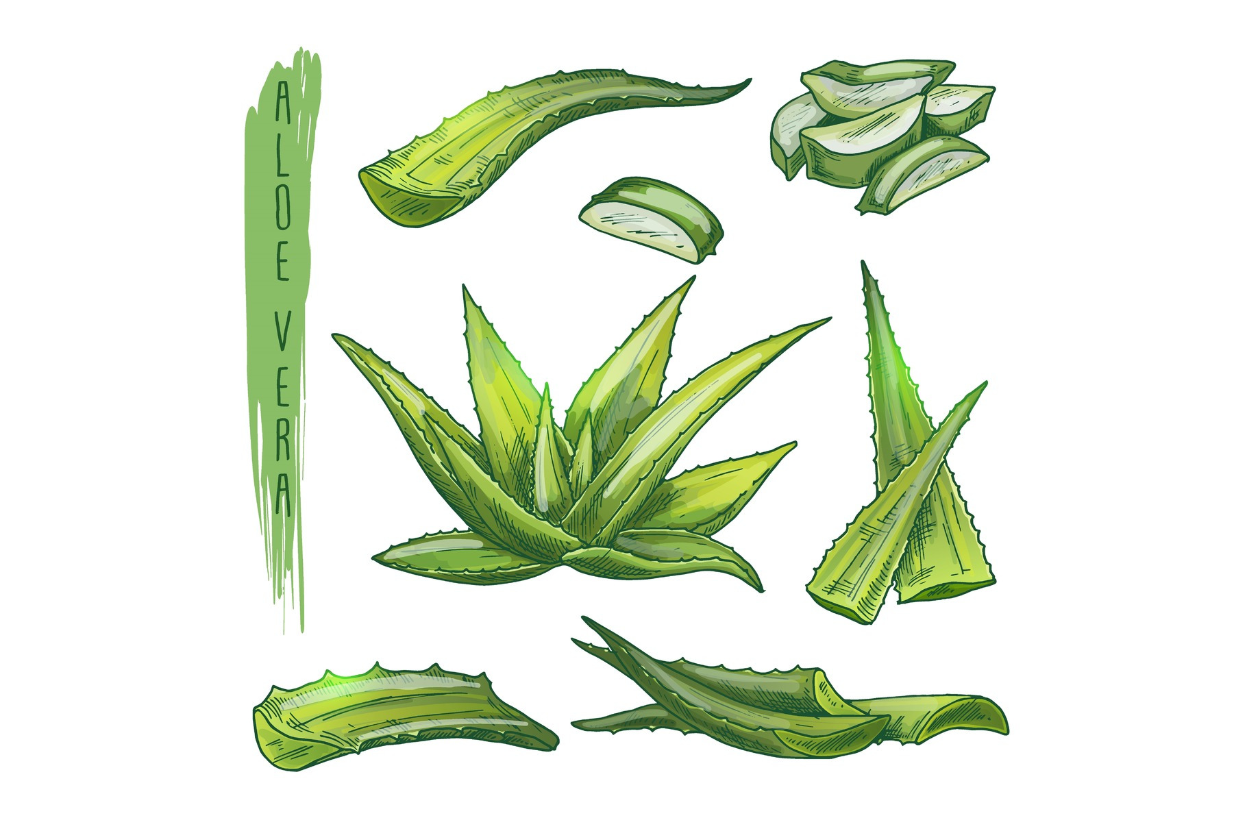 Colourful set of aloe vera elements. Vector silhouettes of botanical ...