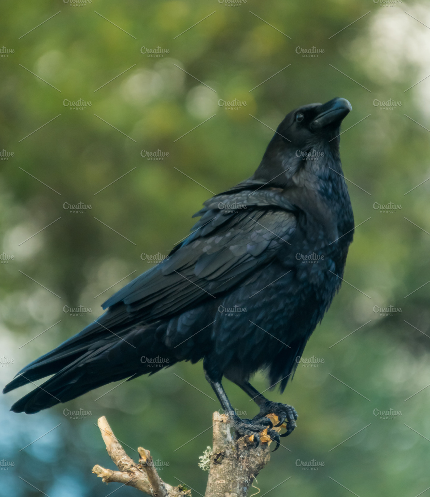 Corvus corax stock photo containing africa and alone