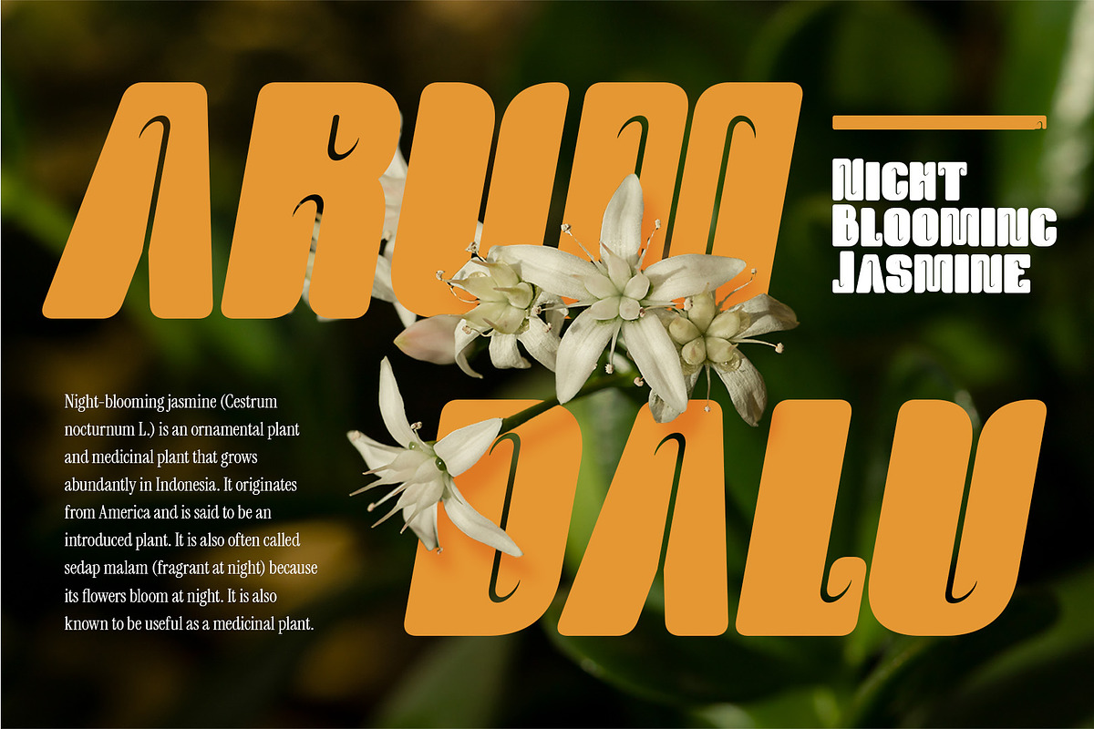 Dhalu - Display Sans Font, a Sans Serif Font by CuratedType Studio (Photo 8 of 10)