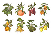 Natural food BUNDLE, a Food Illustration by handsketched (Thumbnail 12 of 26)