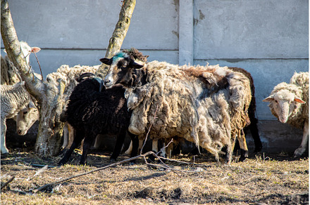 not sheared sheep in the yard, an Animal Photo by yanadjana