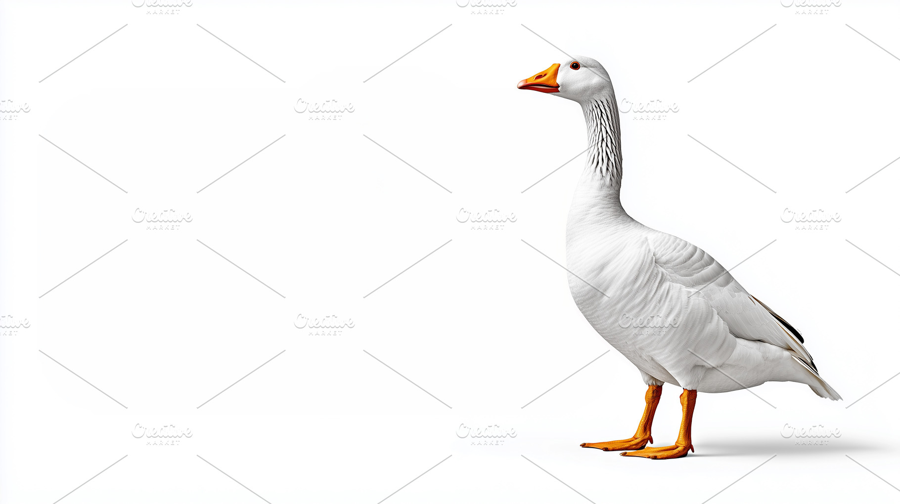 White goose standing on a white, an Animal Photo by MistyDay