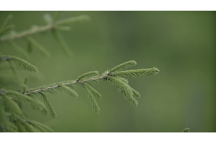 Close up of fir tree branch on green, a Nature Photo by Media Whale Stock