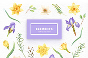 Watercolor Daffodils Set, an Object Graphic by Kotulska (Thumbnail 2 of 3)