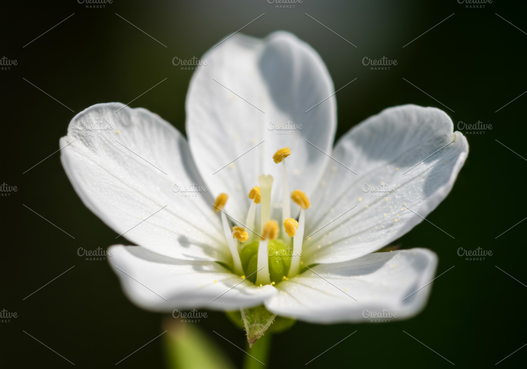 Close-up of a delicate white flower, a Nature Photo by professorinc