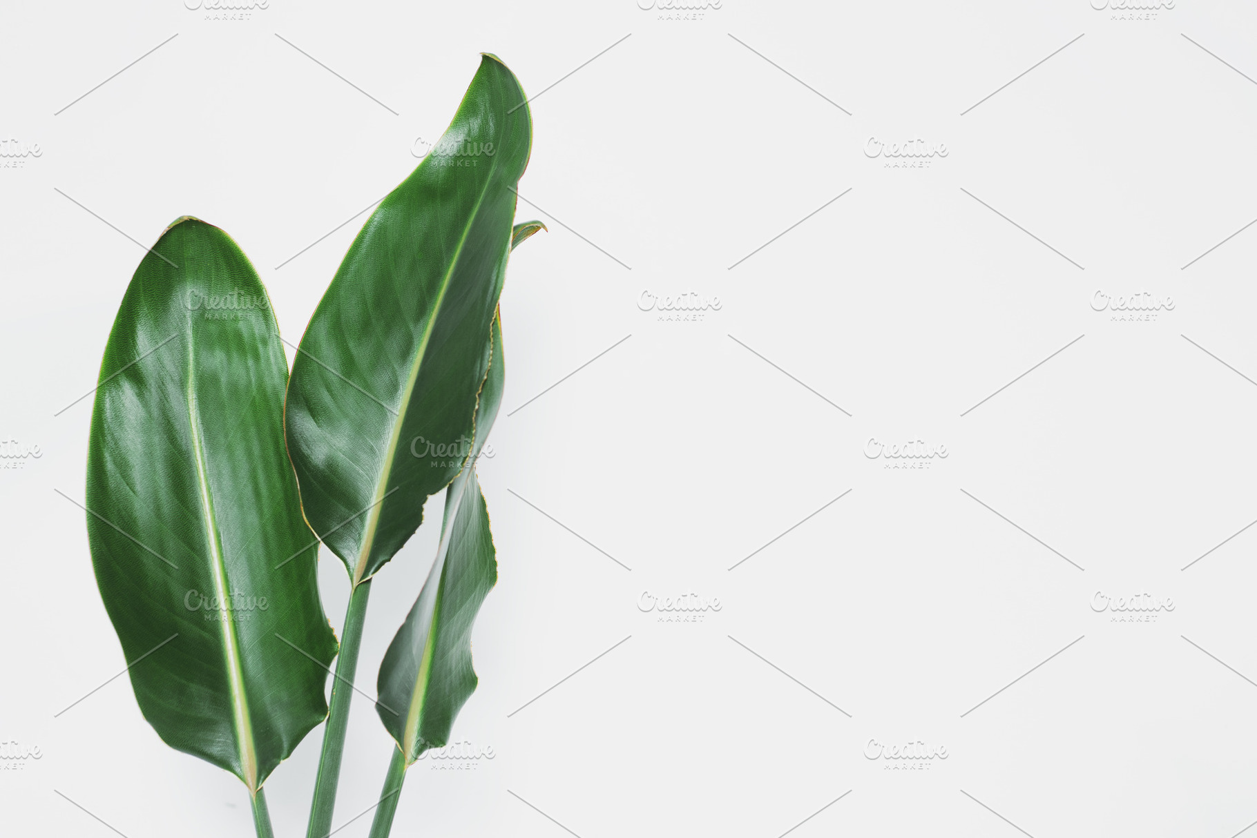 Minimalist Tropical Leaf Background, a Nature Photo by René Jordaan Photography