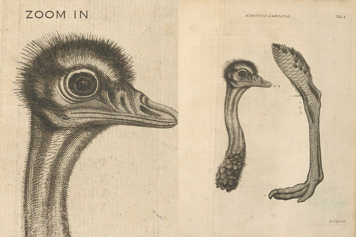 80+ Jacob Klein, Bird Genealogy, an Animal Illustration by Digital Museum (Photo 4 of 10)