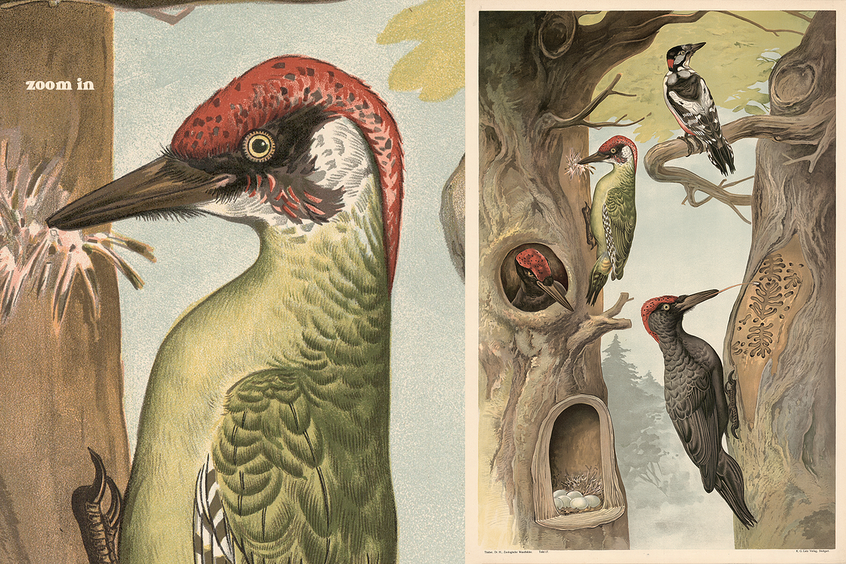 Alfred Fiedler Täubler’s Animals, an Animal Illustration by Digital Museum (Photo 9 of 12)
