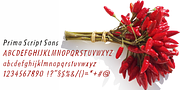 Prima Script, a Script Font by Wiescher-Design (Thumbnail 10 of 10)