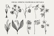 Spring Wildflower Vintage Vector Set, a Seasonal Illustration by Yevheniia (Thumbnail 4 of 9)