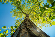 98 Trees view from below, a Nature Photo by Handmadefont (Thumbnail 4 of 98)