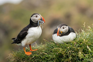 Atlantic Puffins with Fish Catch, an Animal Photo by Virgo Studio