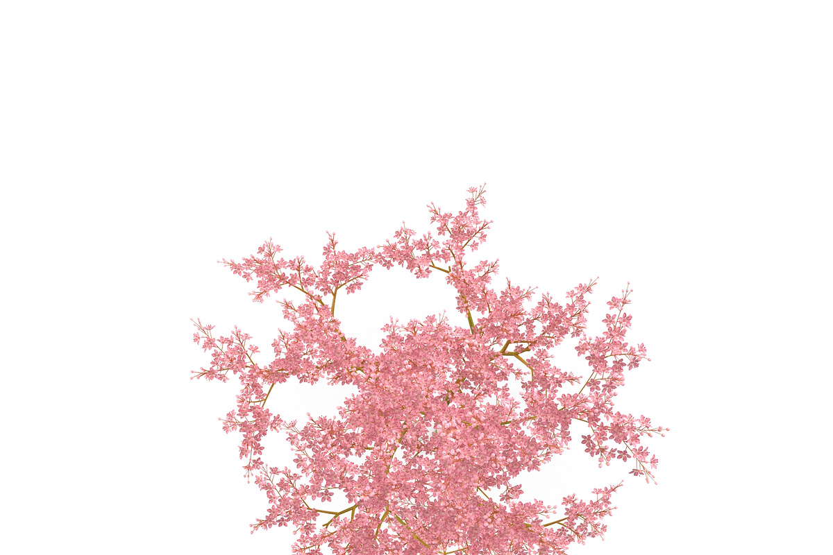 Filipendula rubra, a Plants & Tree 3D Model by AndrewWhite (Photo 2 of 11)