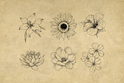 40 Vintage Floral Illustrations, an Illustration by Hatch Design Workshop (Thumbnail 7 of 15)