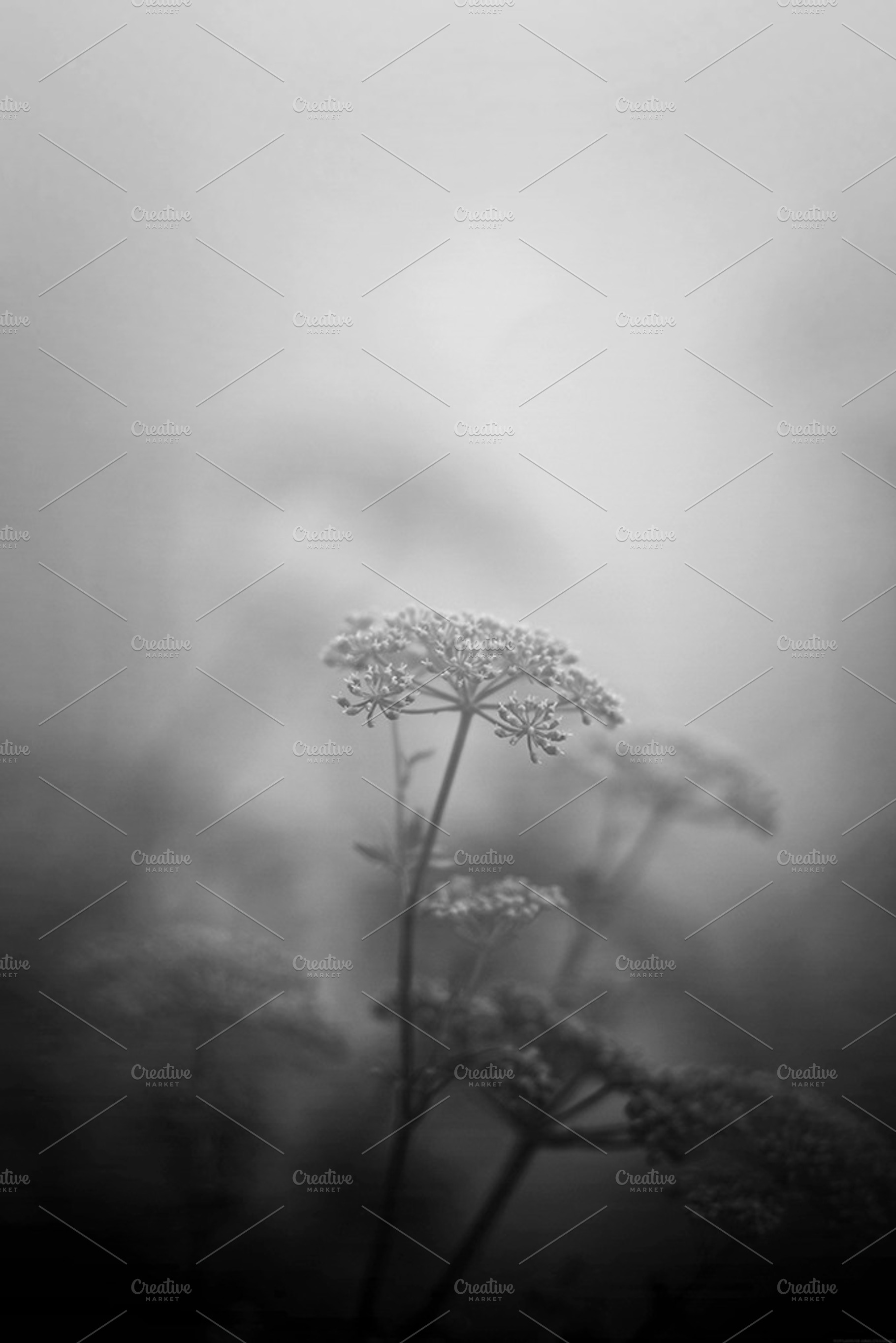 Misty Day 2