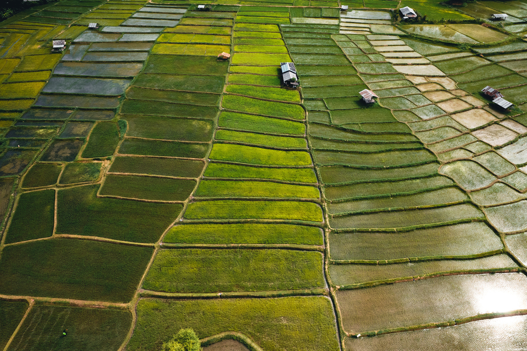 Rice field ,Aerial view of rice fields, a Nature Photo by Art Rachen
