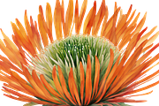 Pincushion Protea Flowers, a Decorative Illustration by Karliefie (Thumbnail 2 of 8)