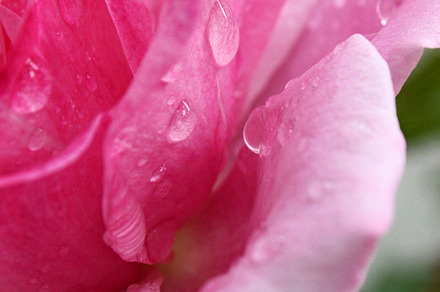 Pink Rose with Dew Drops