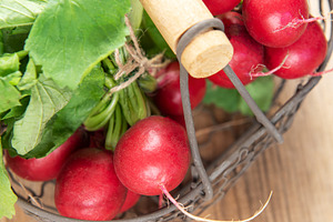 Fresh radishes with green leaves in metal basket, a Food & Drink Photo by Olena Rudo