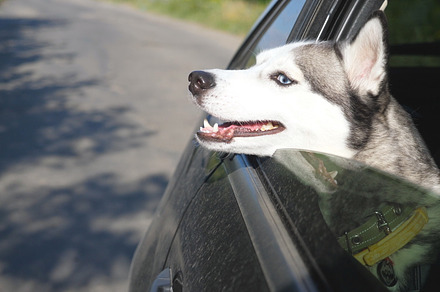 Close up of beautiful siberian husky featuring adventure, animal, and auto