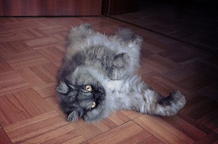 Cat cute