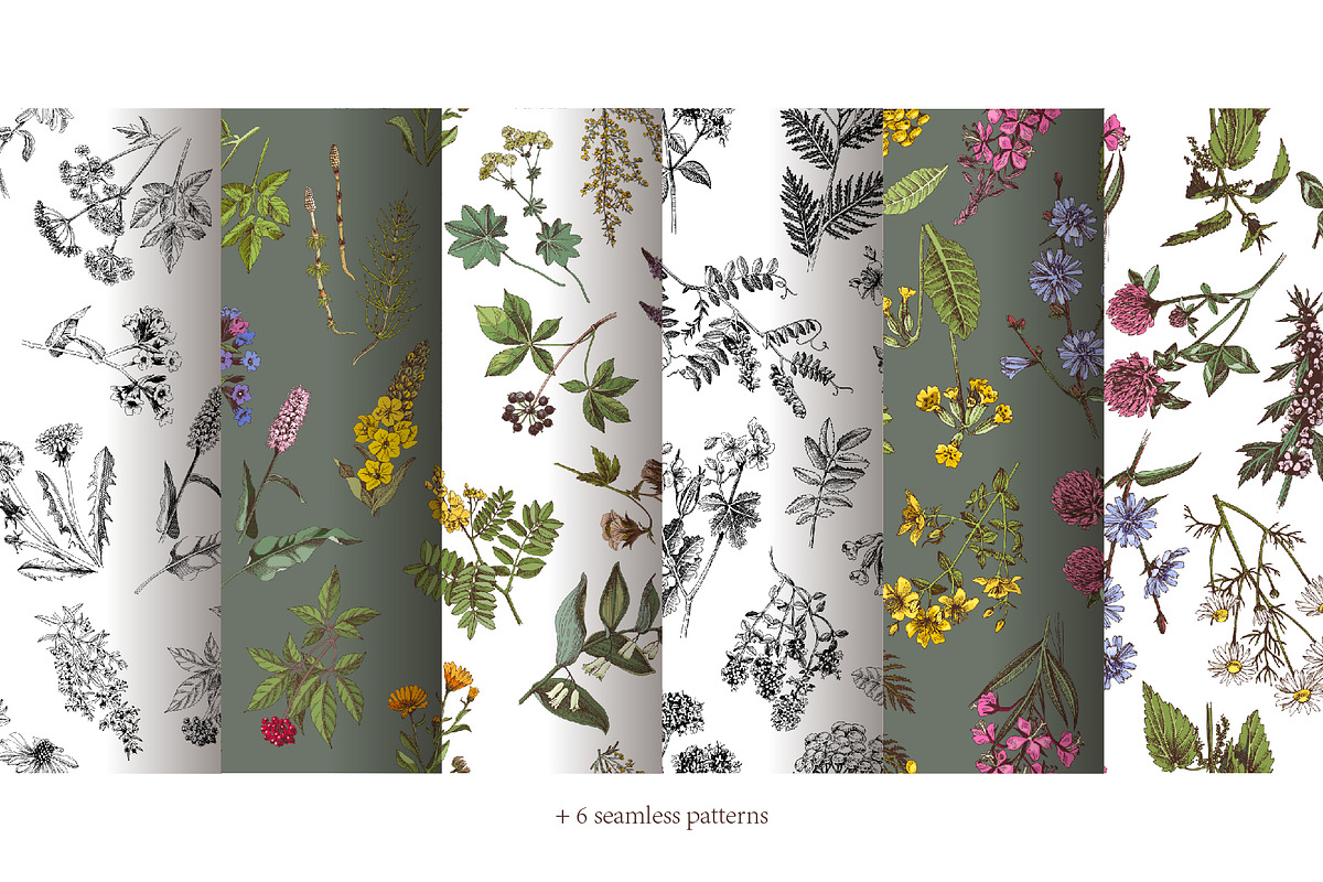 Hand drawn medicinal herbs, a Healthcare Illustration by handsketched (Photo 13 of 14)