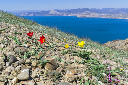 Schrenck's tulip on a rocky clay mountain slope. Crimea.