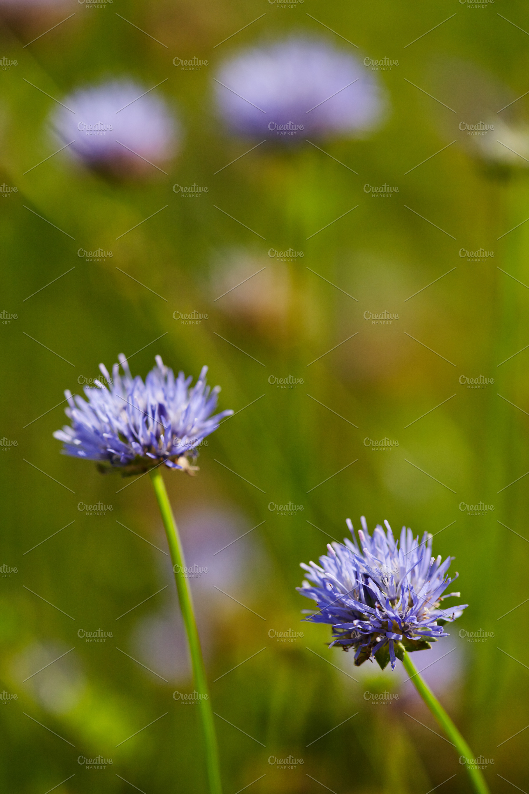 Close-up of Jasione montana flowers on a blurry green meadow. Beautiful field f, a Nature Photo by Rohan Photography