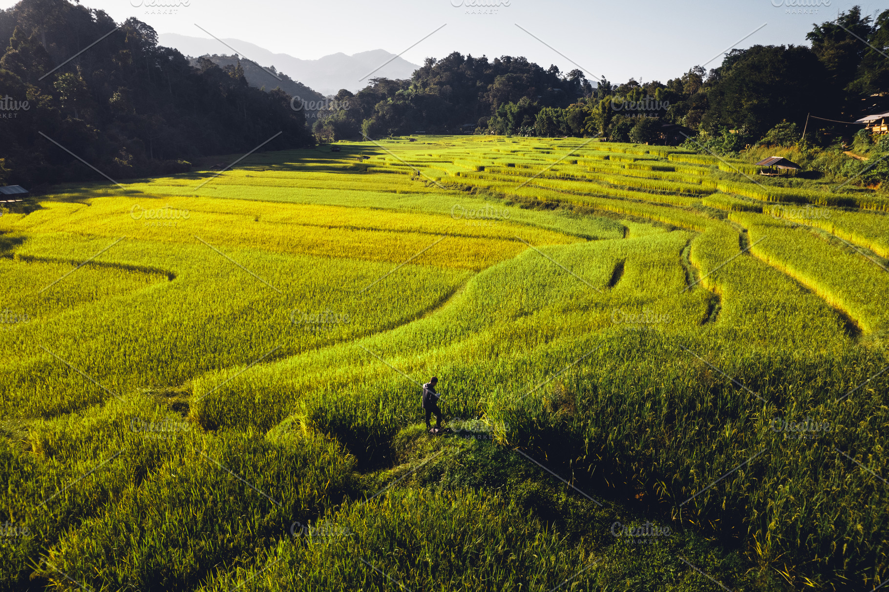 evening rice fields in the countryside, a Nature Photo by Art Rachen