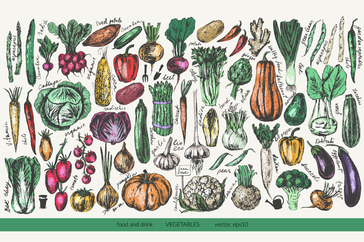 Garden vegetables sketches, a Food Illustration by katya.bogina (Photo 1 of 3)