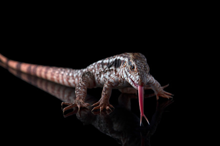 Argentine Red Tegu Lizard, an Animal Photo by AnimalArt
