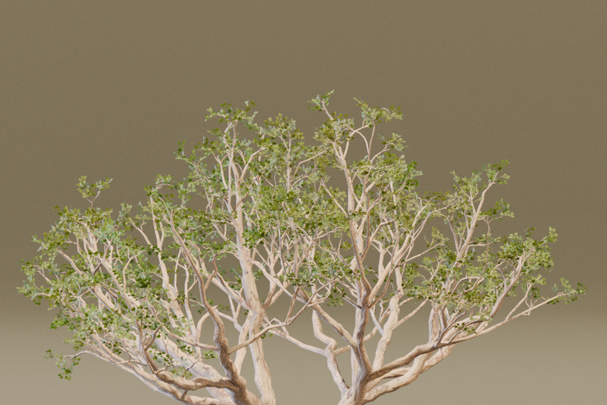 The Red Coral Tree, a Plants & Tree 3D Model by FuturePastCreatives (Photo 3 of 8)