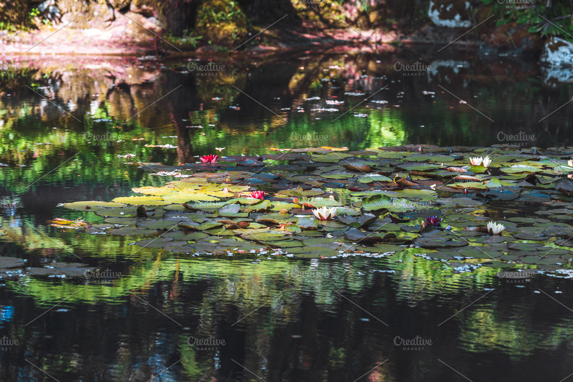 Moody lily pond reflections, a Nature Photo by SkyNext