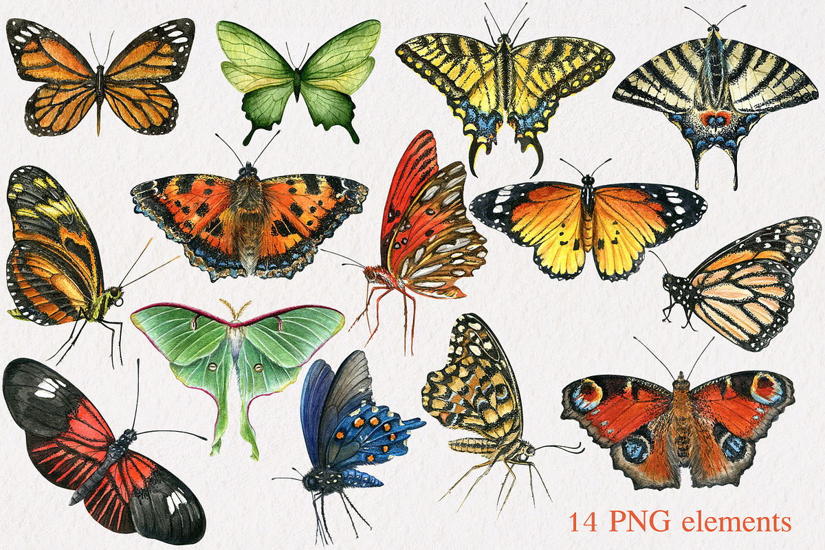 Butterfly watercolor set, an Illustration by Nastilustra (Photo 2 of 3)
