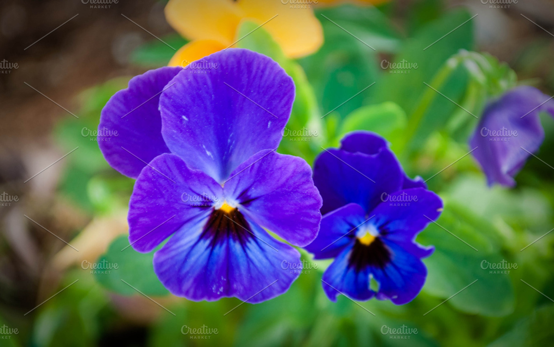 Flower stock photo