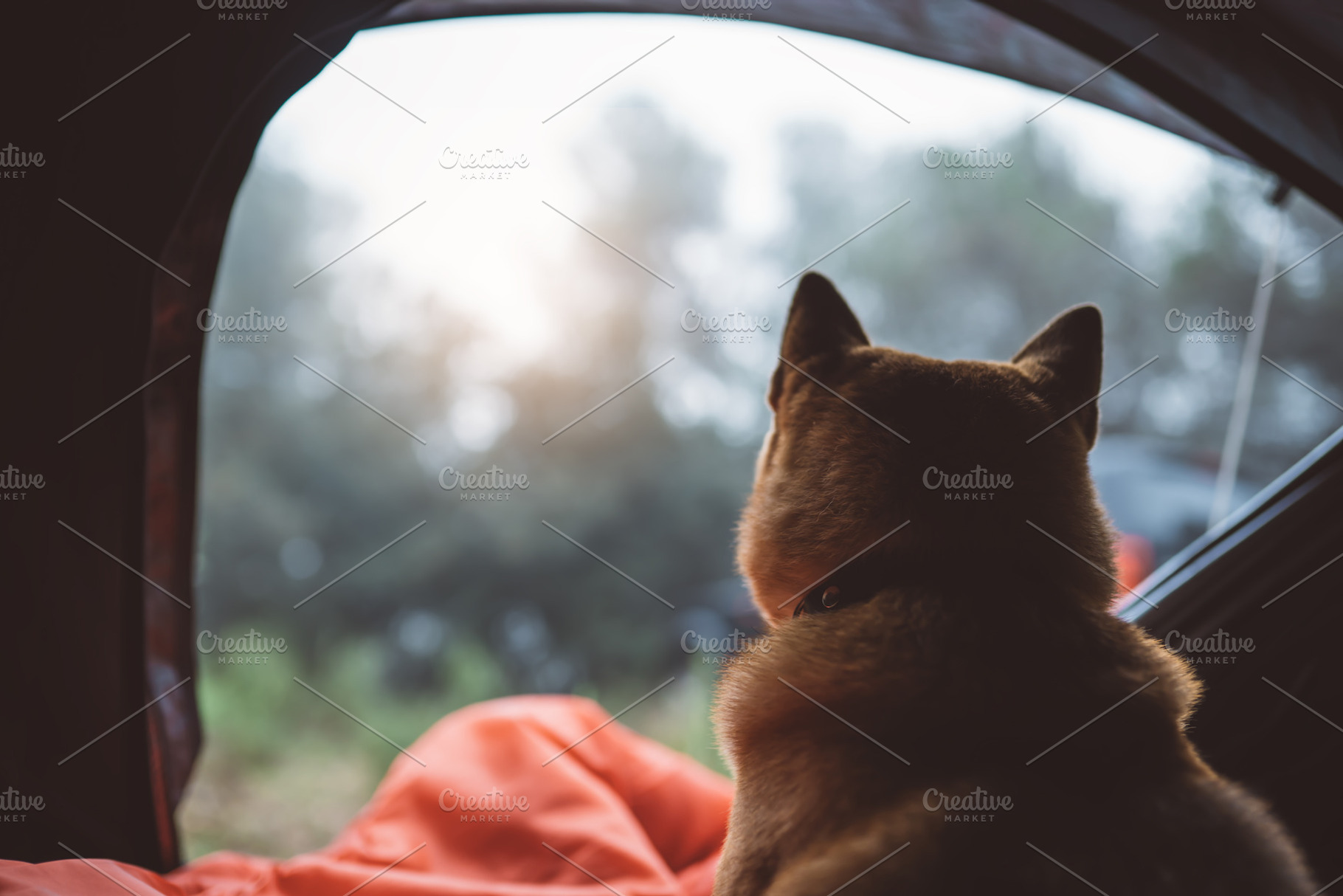 Dog resting in a tourist tent containing dog, shiba inu, and forest, a Nature Photo by A_B_C
